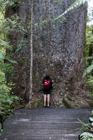 Yakas, siebtgrößter Kauribaum in Neuseeland