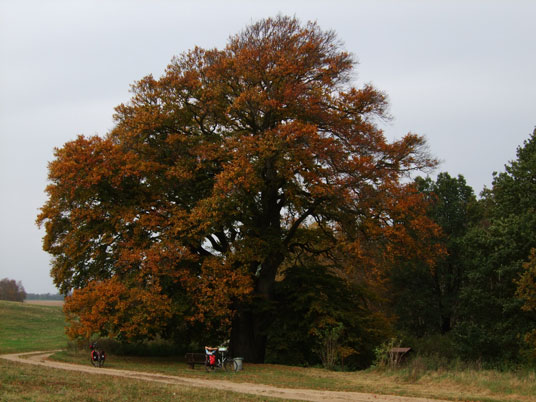 Schäferbuche am Postmoor bei Neu Dobbin