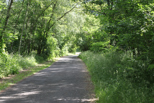 Im Wald zwischen Henningsdorf und Niederheide