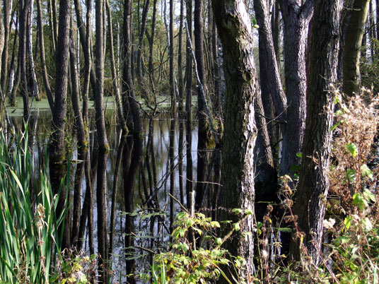 Müritz-Nationalpark