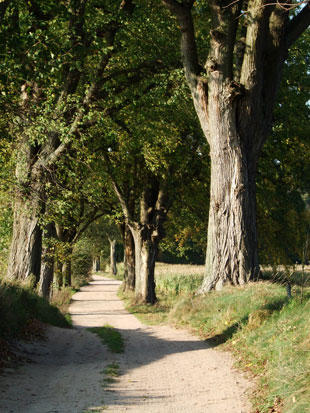 Ulmenallee am Müritz-Nationalpark