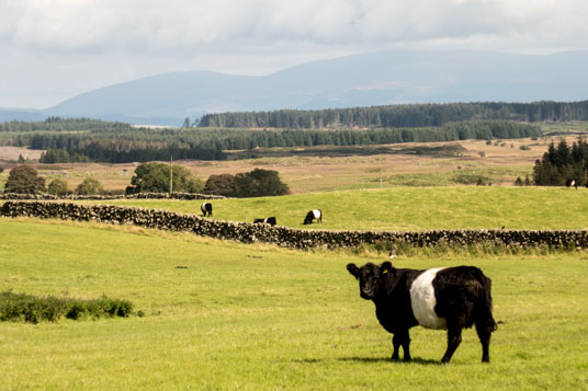 The Machars mit dem Galloway Forest Park im Hintergrund