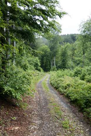 Limes-Radweg östlich von Hillscheid, 48,6 km ab Start