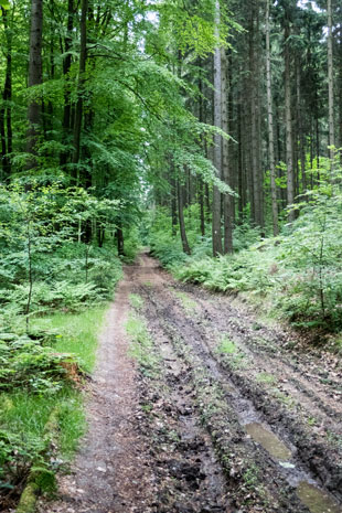 Limes-Radweg südlich von Bad Ems, 78 km ab Start