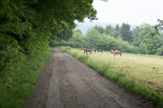 Limes-Radweg nördlich von Schloßborn, 154,6 km ab Start