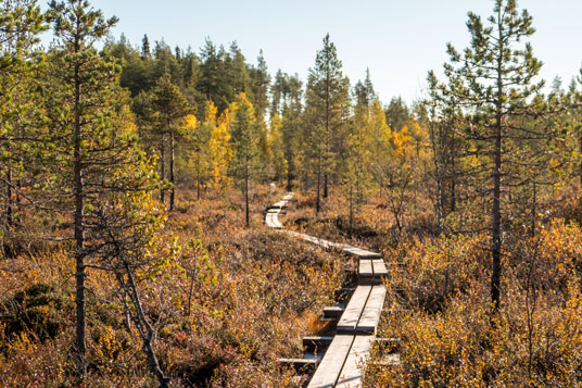 Bild: Holzbohlenpfad auf der Bärenrunde