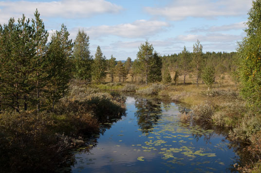 Sumpfgebiete an der Straße 8430, Finnland