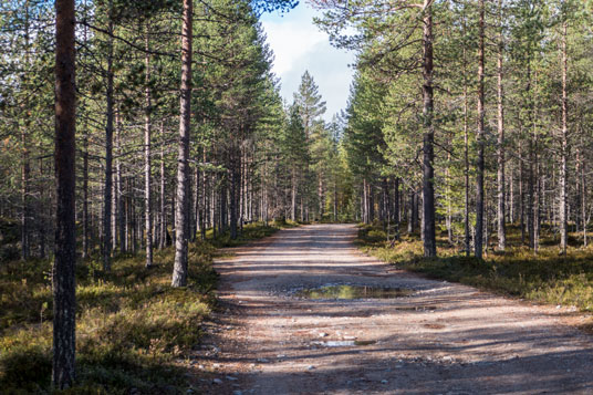 Bild: Lichter Wald ist gut zum Zelten geeignet