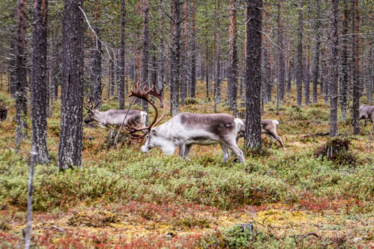 Bild: Rentiere an der Piste Kuissuvannontie