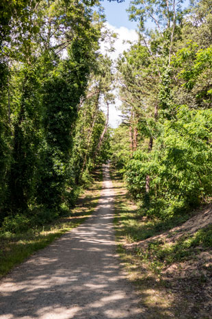 Eurovelo 1 in Waldgebiet nördl. von La Tranche-sur-Mer