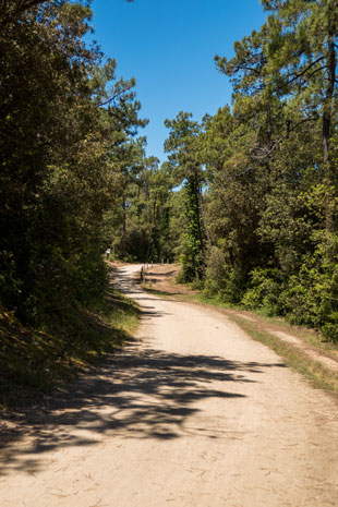 Eurovelo 1 im Wald nördlich von Les-Sables-d'Olonne