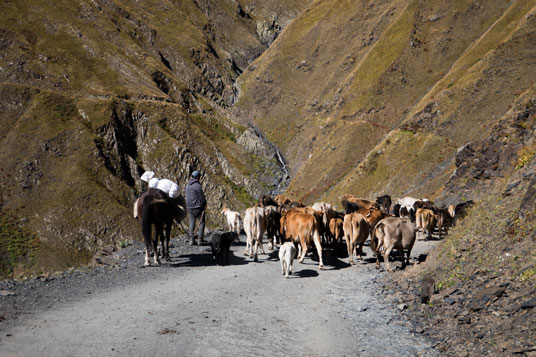 Viehabtrieb auf der Abano-Pass-Straße
