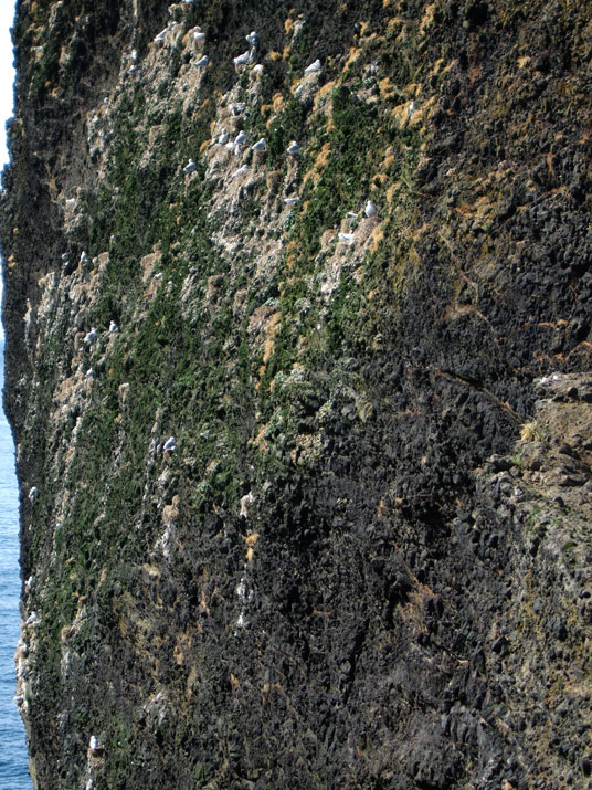 Vogelfelsen Reykjanesti, Island