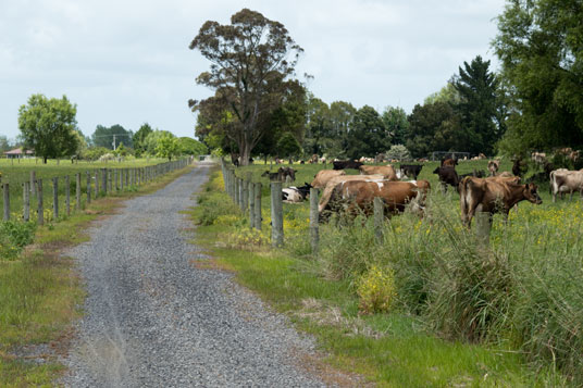 Hauraki Rail Trail südwestlich von Paeroa