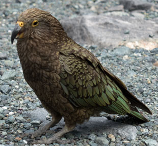 Kea