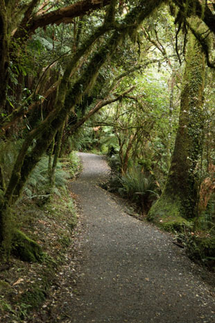 Fußweg zu den McLean Falls