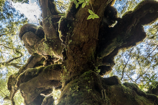 Bäume im Oparara Basin