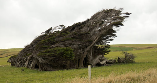 Vom Wind gebeugte Bäume beim Slope Point