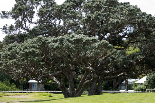 Pōhutukawa 