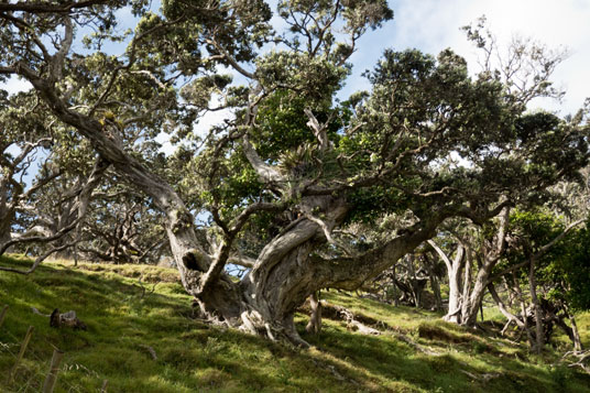 Pōhutukawa