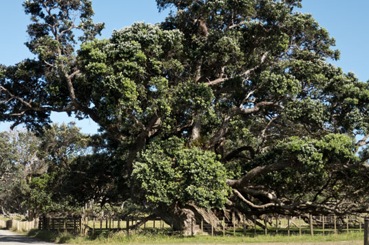 Pōhutukawa an der Port Jackson Road