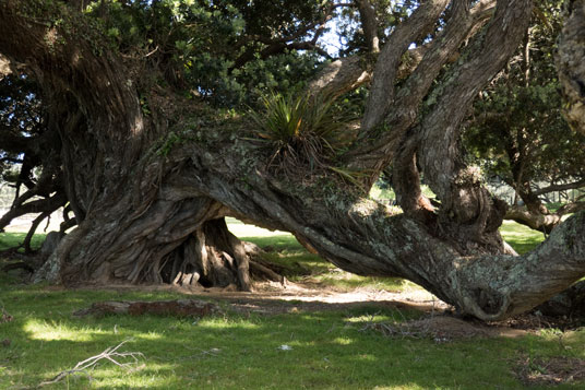 Pōhutukawa an der Port Jackson Road