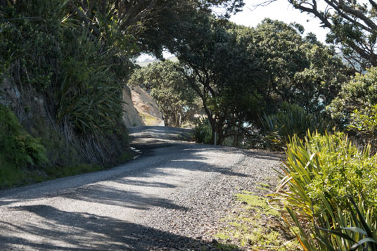 Pōhutukawas an der Port Jackson Road