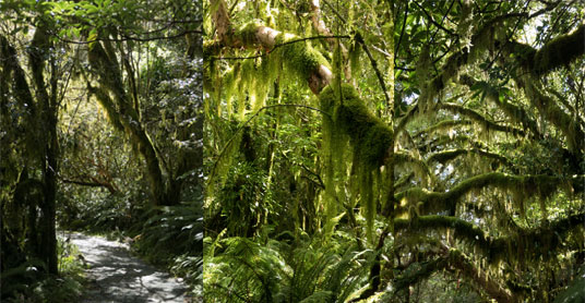 Routeburn Track zum Key Summit