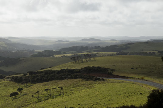 SH 1 kurz vor Cape Reinga