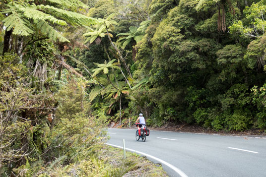 SH 12 im Waipoua Forest