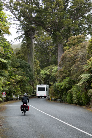 SH 12 im Waipoua Forest