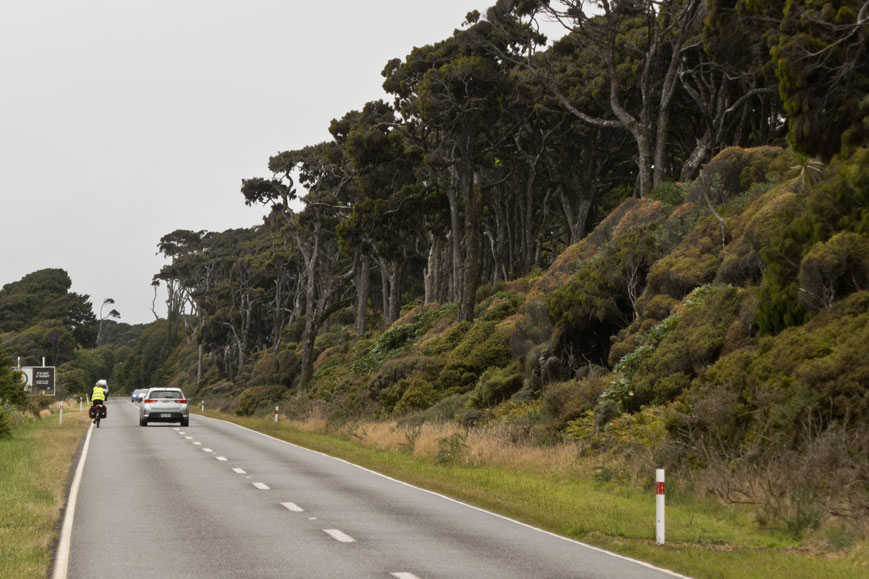 Regenwald am SH6 nordwestlich von Haast