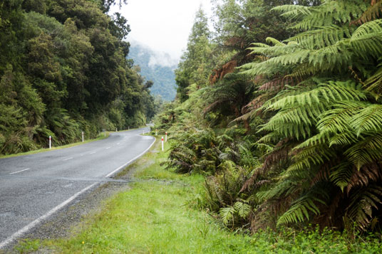 SH6 im Regenwald 15 km vor Fox Glacier