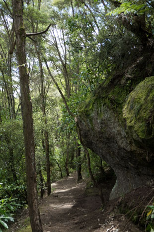 Waikato River Trail nördlich von Jones Landing