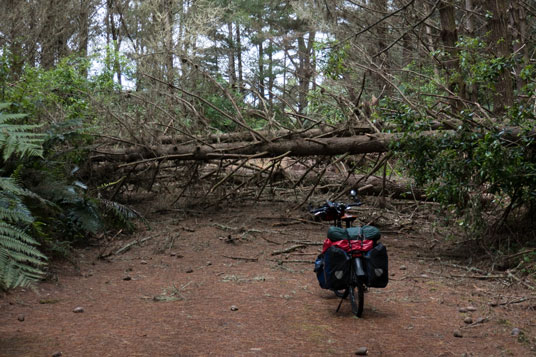 Windbruch auf dem Waikato River Trail nördlich von Mangakino (Waipapa Section)