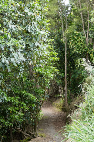 Waikato River Trail am Lake Maraetai bei Mangakino