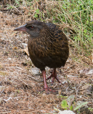 Weka am Heaphy Track