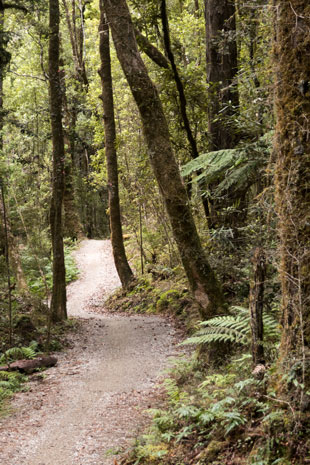 West Coast Wilderness Trail vor Lake Kaniere