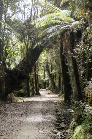 West Coast Wilderness Trail vor Cowboy Paradise