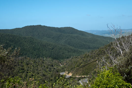 Whangapoua Road zw. Coromandel und Te Rerenga