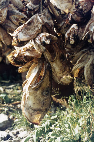 Fischköpfe trocknen in Å