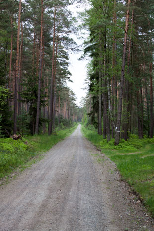 Paneuropa-Radweg in Waldgebiet östlich von Holzhammer