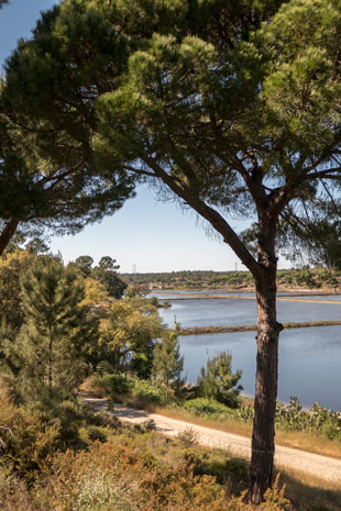 Reisanbau bei Comporta 