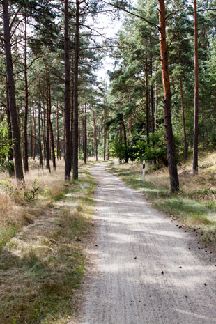 Auf dem Cykelspåret entlang der Küste im Wald südlich von Äspet, Schweden