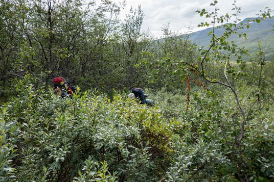 Urwald im Njåtjosvagge