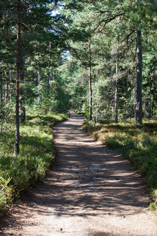 Ölandsleden im Wald, 8km südlich von Byxelkrok