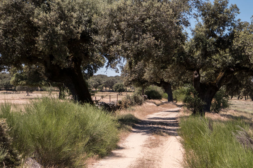 Eurovelo 1 zwischen Valdeobispo und Ciudad Romano de Cáparra