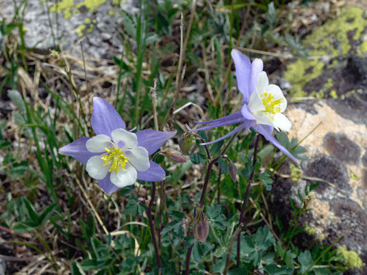 Colorado Colombine