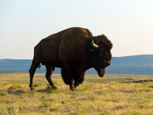 Bison