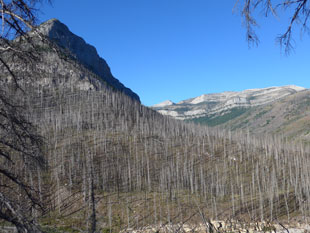 waldbrandgebiet